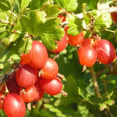 Stikkelsbær Mashenka (Masheka)
