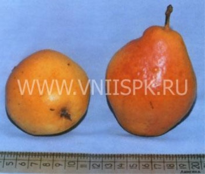 Pear Nart