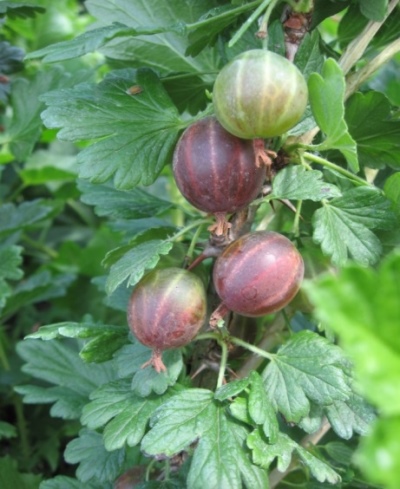 Stikkelsbær Neslukhovsky