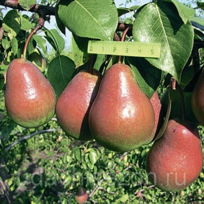 Pear Nika
