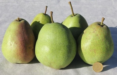 Pear Novella