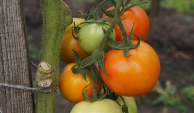 Charme de tomate