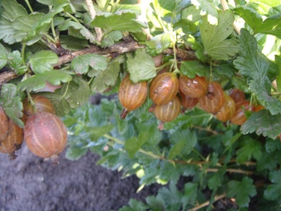 Gooseberry Olavi (Hinnonmaen Punainen)