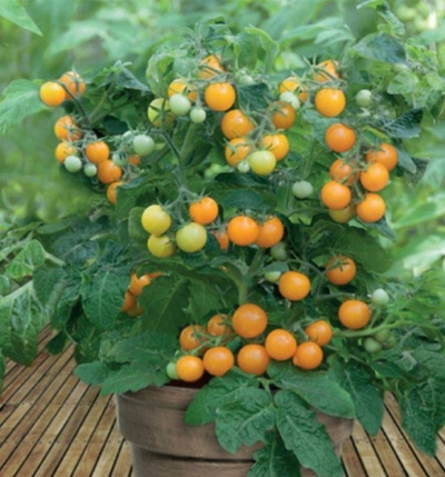 Tomaten-Orangen-Kappe