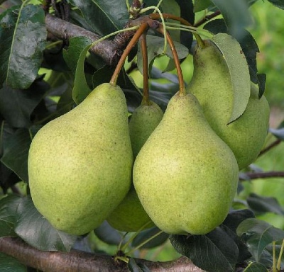 Pear Orlovskaya summer