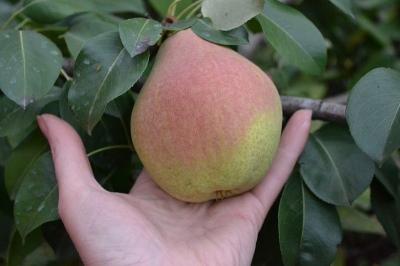Pear Autumn Susova (Susova cu fructe mari)
