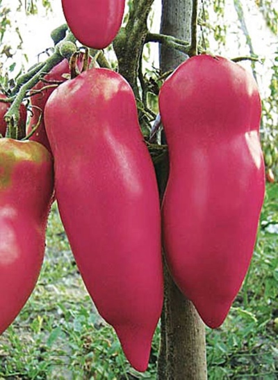 Tomat Peber pink