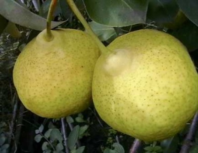 Pear Permyachka