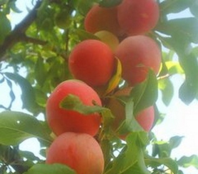 Plum Peach