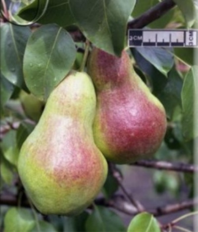Pear Perun