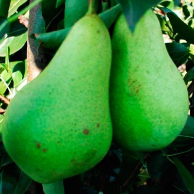 Pear May Day