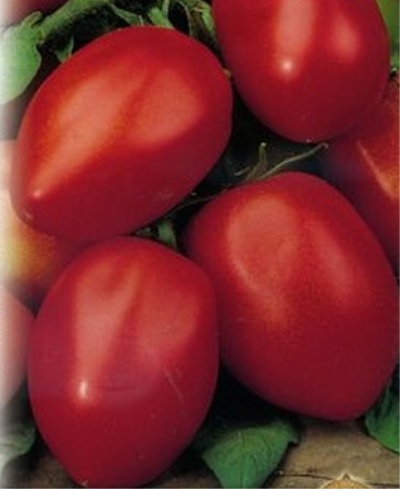Tomaten-Gewinner