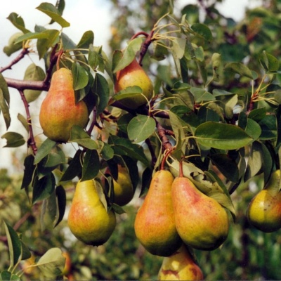 Baltic oily pear