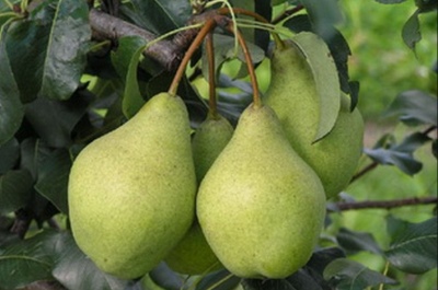 Pear Just Maria