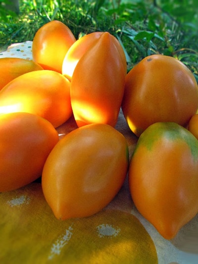 طماطم Radunitsa
