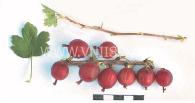Розово цариградско грозде 2