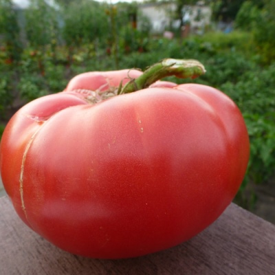 Alma rusa de tomate