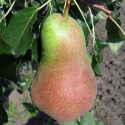 Pear Russian beauty (Beauty Chernenko)