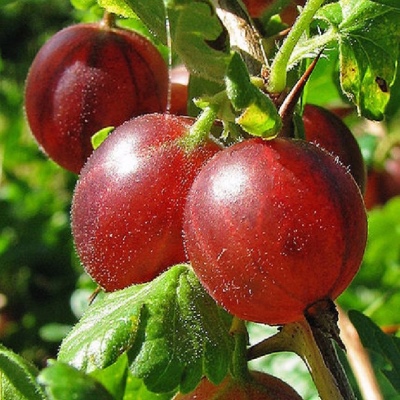 Stikkelsbær russisk rød