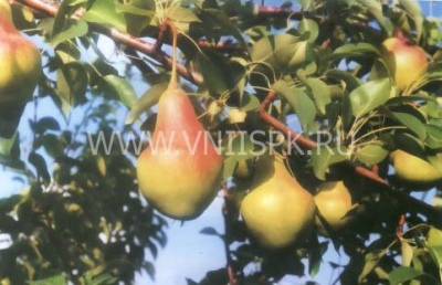 Pear Samara beauty