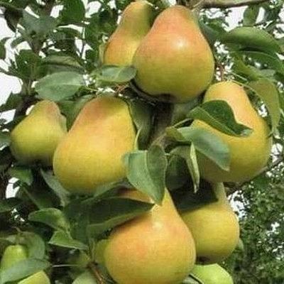 Safir pære
