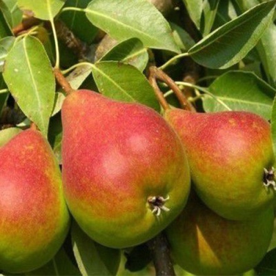 Pear Severyanka red-cheeked