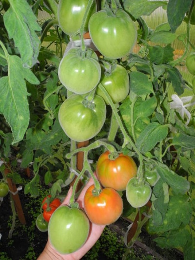 Shéhérazade à la tomate