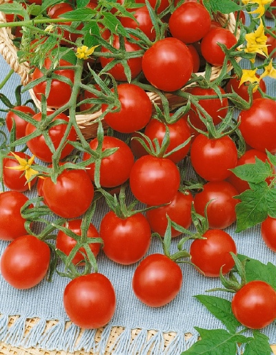 Ondeugende tomaat