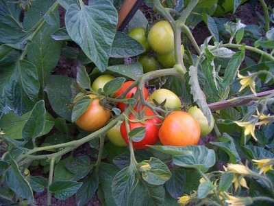 طماطم شيلكوفسكي مبكرًا