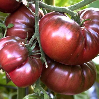 Cud Pomidorowo-Czekoladowy