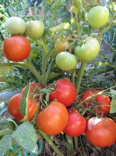 Timbre de tomate gros fruits