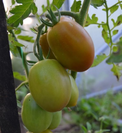 Tomate au poivre de Sicile