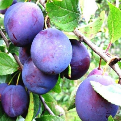 prune de Sinilga