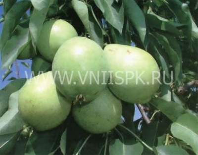 Pear Skorospelka from Michurinsk