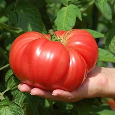 Tomaten Schorpioen