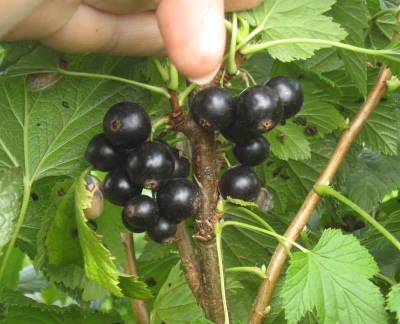 Currant Sweet