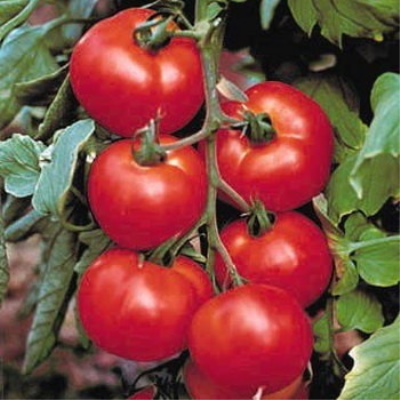 Unión de tomate 8