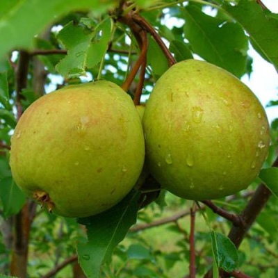 Pear Svarog