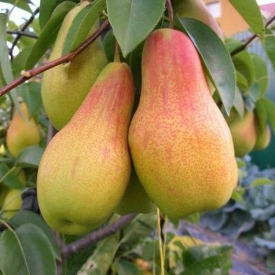 Pear Talgar beauty