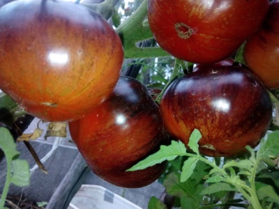 Tomate Sombre Galaxie