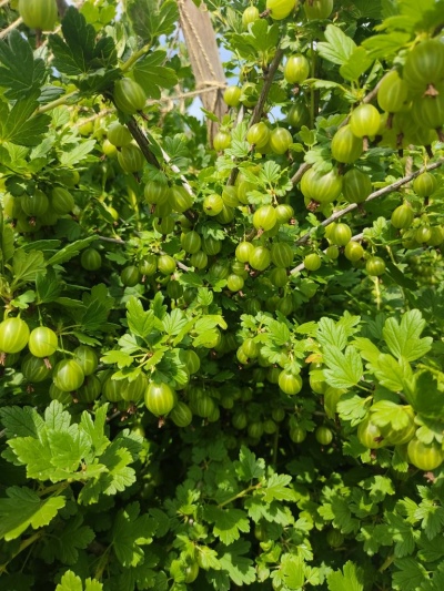 Stikkelsbær Ural smaragd