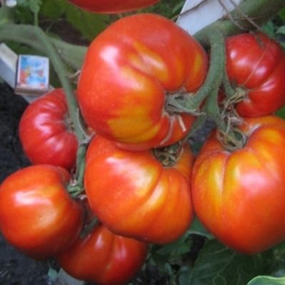 Lipetsk Apple Tomato