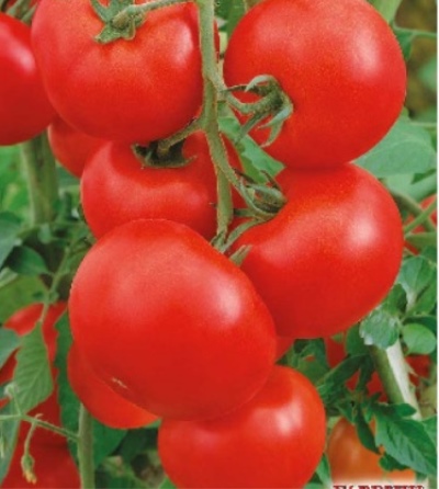 Tomate Manzano de Rusia