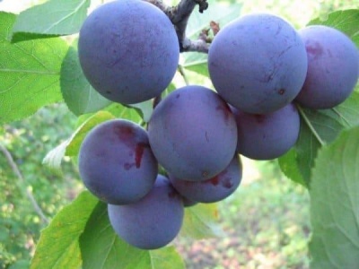 Albastru de ou de prune