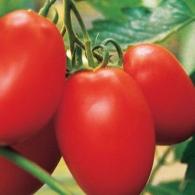 Yaki de tomate