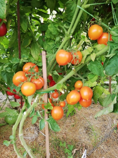 صحن الطماطم العنبر