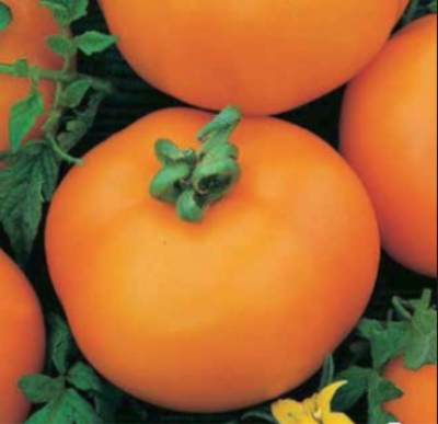 Tomato Amber 530