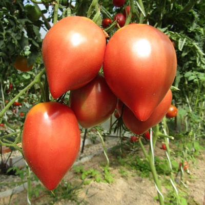 Japanese Tomato