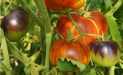 Gema brillante de tomate