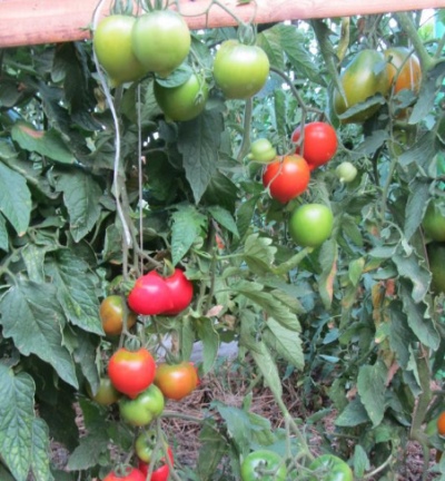Tomaten Jubilee Tarasenko